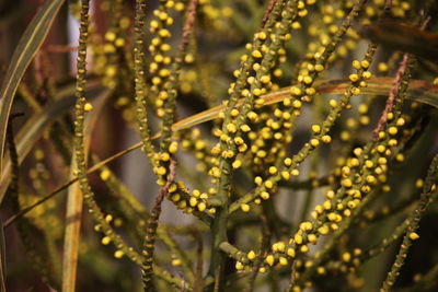 Close-up of yellow flowering plant