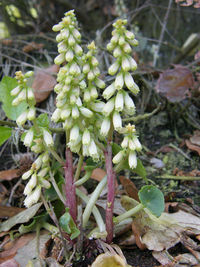 Close-up of fresh green plants