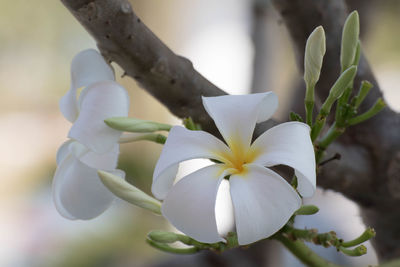 Close-up of white flowering plant