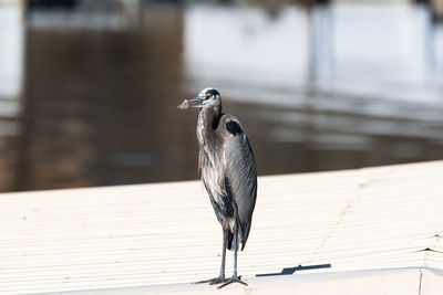 Close-up of bird perching on railing