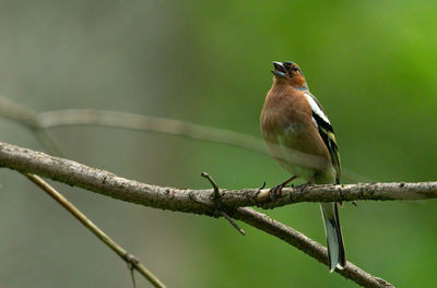 Close-up of bird perching on branch