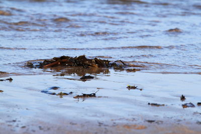 Seaweed on beach