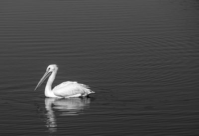 Pelican swimming in lake