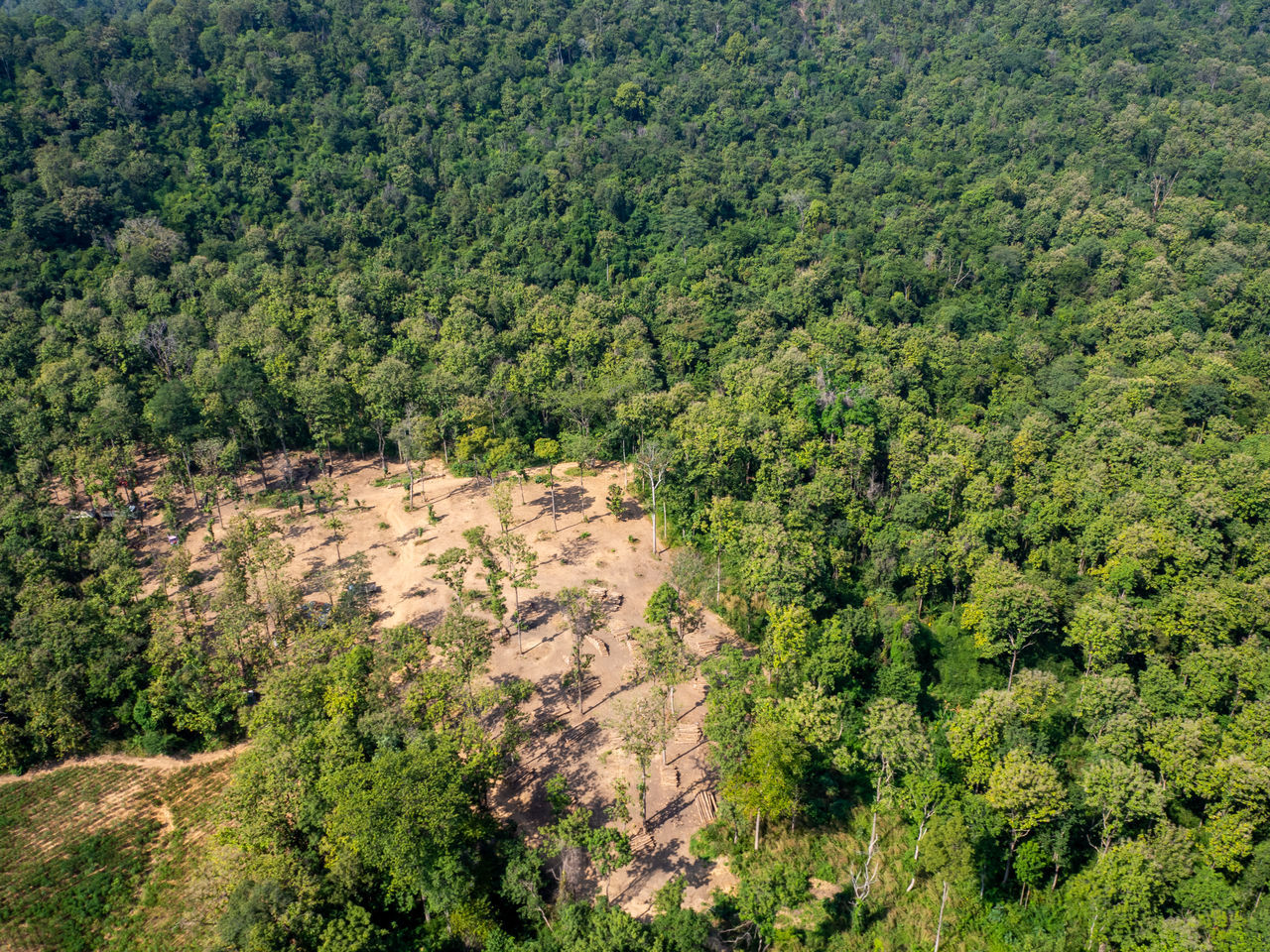 HIGH ANGLE VIEW OF FOREST