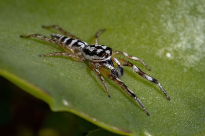 Close-up of spider on leaf