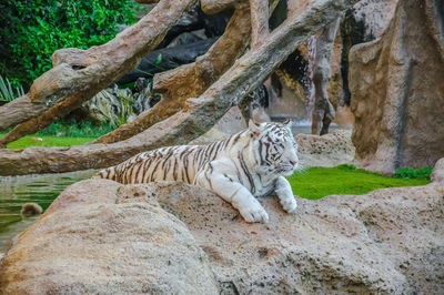 Cat relaxing in a zoo