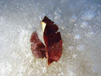 High angle view of maple leaf on water