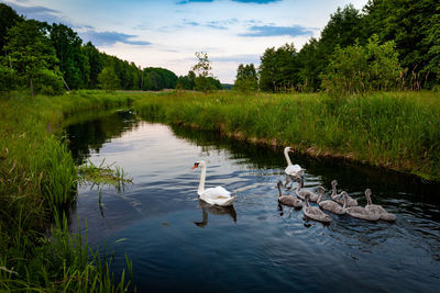 Swans swimming in lake