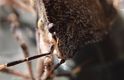 Close-up of insect