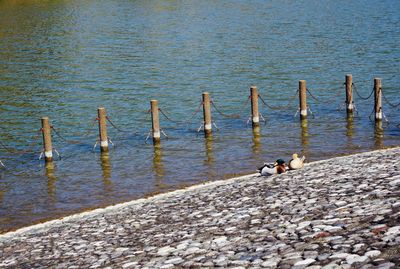 Ducks on beach