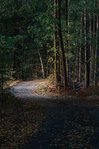 Trees growing in forest