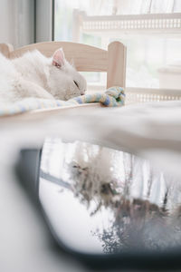 Cat sleeping on table