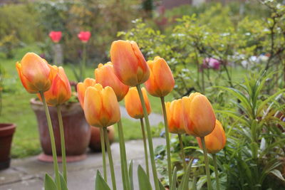 Close-up of tulips blooming in park