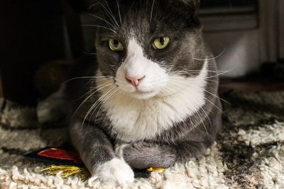 Close-up portrait of a cat
