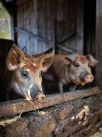 Copain comme cochon