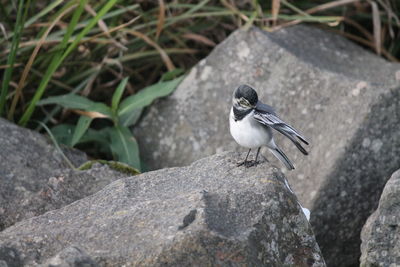 High angle view of bird perching on rock