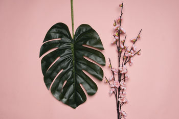 CLOSE-UP OF POTTED PLANT AGAINST WALL AGAINST GRAY BACKGROUND