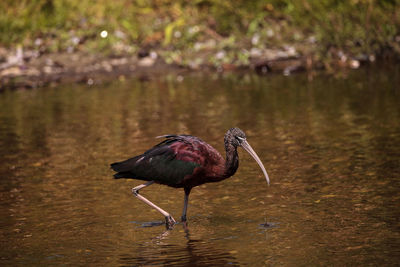 Glossy ibis plegadis falcinellus wades through a marsh and forages for food in the myakka river 