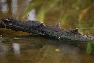 Surface level view of driftwood in lake