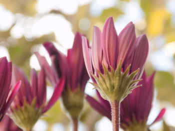 Close-up of flowers blooming outdoors