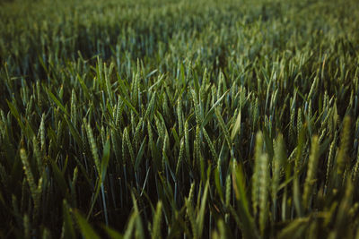 Full frame shot of wheat field