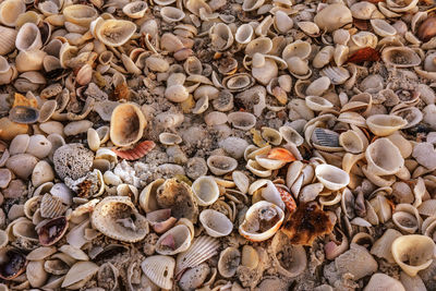 High angle view of seashells at beach