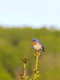 Close-up of bird perching on a plant. merle bleu.