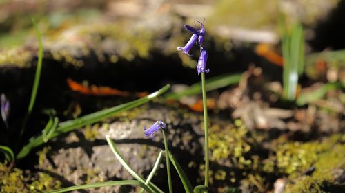 Close-up of purple flower on field