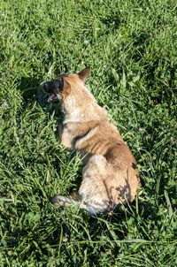 Dog on field