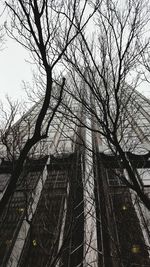 Low angle view of tree against sky