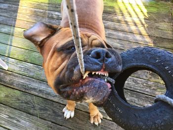 High angle view of dog holding rope in mouth