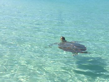 High angle view of swan swimming in lake