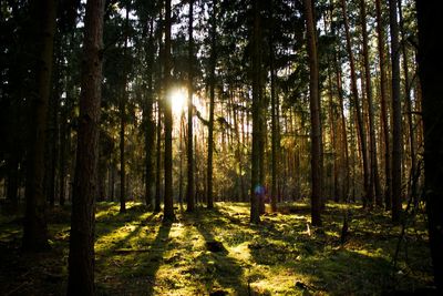 Sun shining through trees in forest