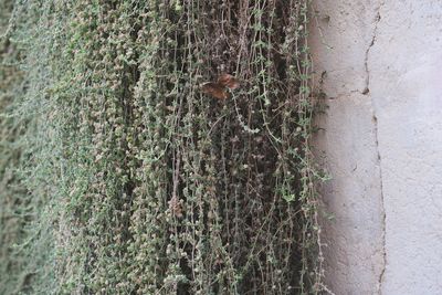 Close-up of birds on tree trunk against wall