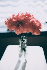 Close-up of flowers in vase