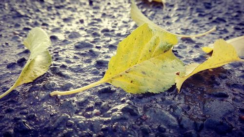 Close-up of yellow leaf