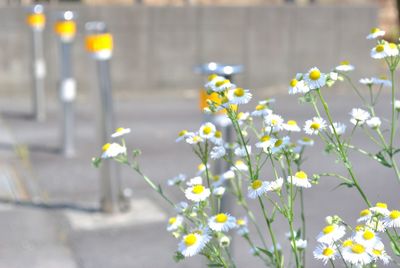 Close-up of yellow flowering plant in road