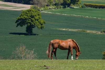 Side view of horse grazing on field