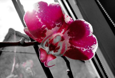 Close-up of pink flower