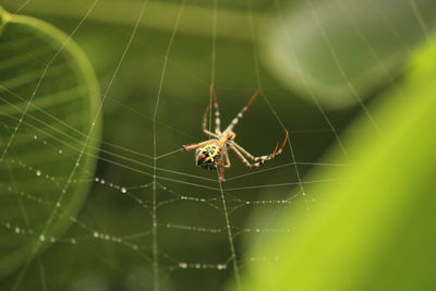 Close up shot of spider build / making the spider web on the leafs on the garden / green background