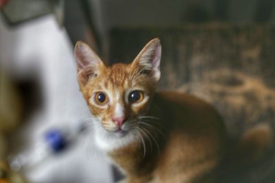 Portrait of kitten sitting