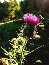 Close-up of thistle blooming outdoors