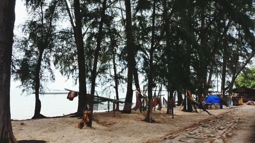 Trees on beach against sky