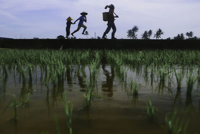 People walking on footpath amidst rice paddy against sky