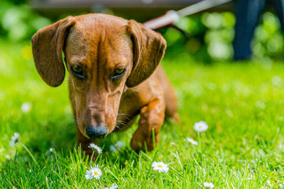 Portrait of a dog