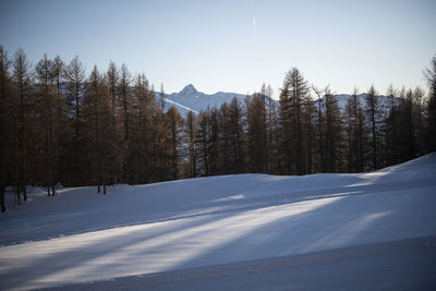 Trees on snow covered landscape against sky