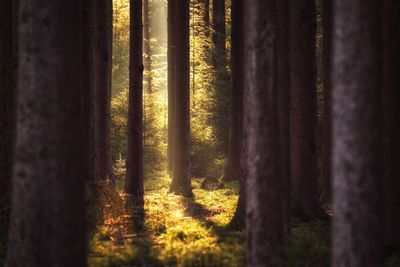 Scenic view of forest
