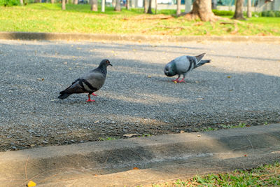 Pigeons perching on a road