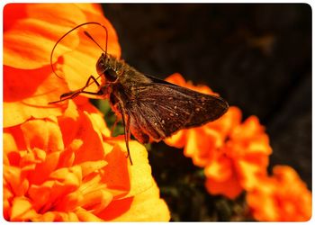 Close-up of insect on orange flower