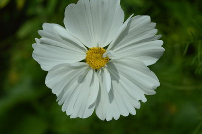 Close-up of white daisy flower